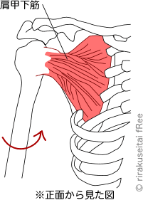 肩甲下筋の図