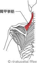 肩甲挙筋の図