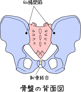 骨盤背面図