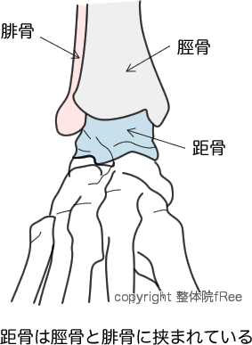 距腿関節の構造