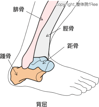 背屈状態の足首